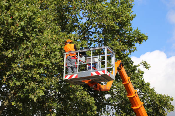 Best Aeration Services  in Imperial, NE