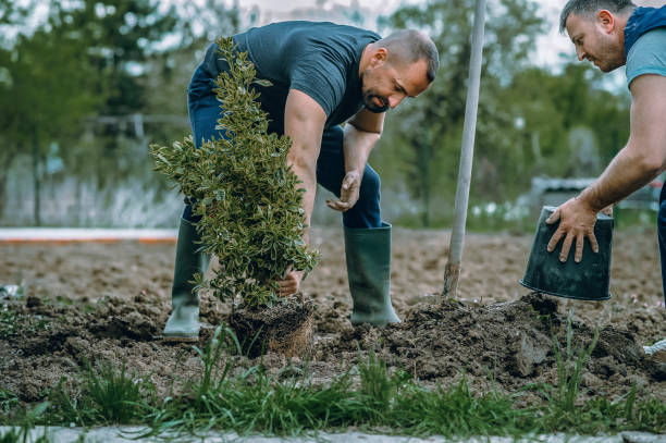 Best Stump Grinding and Removal  in Imperial, NE