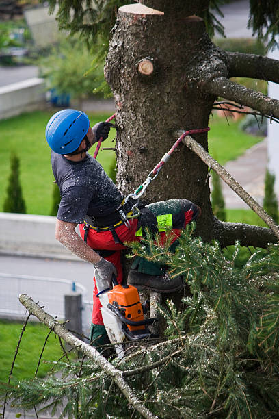 Best Tree Removal  in Imperial, NE