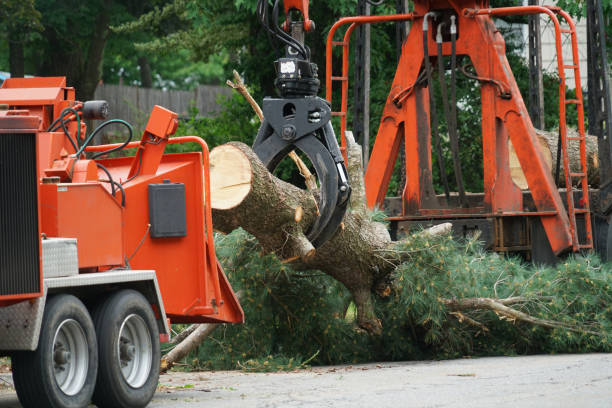 Best Utility Line Clearance  in Imperial, NE