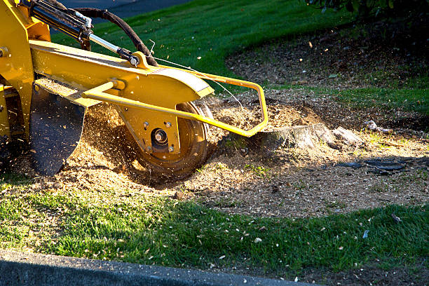Best Tree Cabling and Bracing  in Imperial, NE
