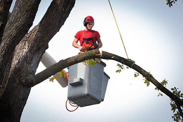 Best Emergency Tree Removal  in Imperial, NE