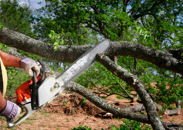 How Our Tree Care Process Works  in  Imperial, NE